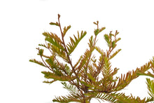 Load image into Gallery viewer, Bonsai Special | Baldcypress (D2)