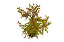 Load image into Gallery viewer, Bonsai Special | Baldcypress (D2)