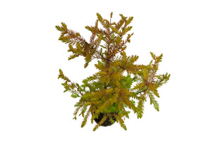 Bonsai Special | Baldcypress (D2)