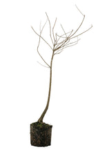 Load image into Gallery viewer, Bonsai Special | Baldcypress (E1)