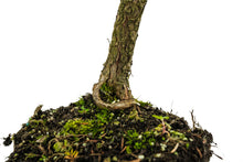 Load image into Gallery viewer, Bonsai Special | Baldcypress (E1)