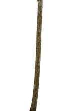 Load image into Gallery viewer, Bonsai Special | Baldcypress (E1)