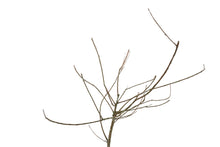 Load image into Gallery viewer, Bonsai Special | Baldcypress (E1)