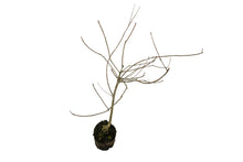 Load image into Gallery viewer, Bonsai Special | Baldcypress (E1)