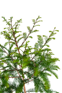 Baldcypress | XL Tree Seedling | The Jonsteen Company
