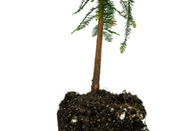 Load image into Gallery viewer, Baldcypress | XL Tree Seedling | The Jonsteen Company