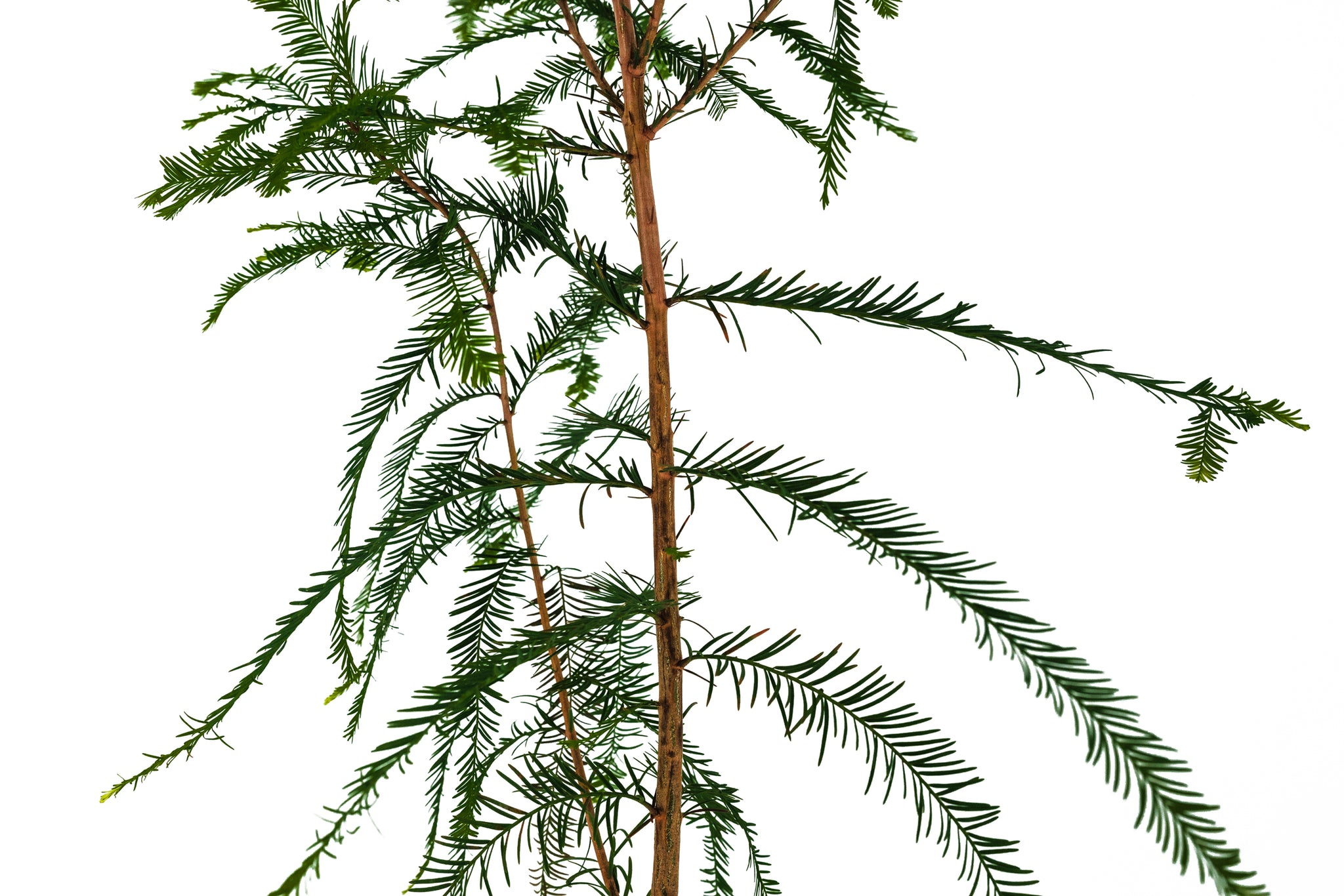 Xl Tree Baldcypress | XL Tree Seedling – The Jonsteen Company