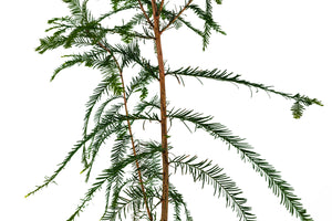 Baldcypress | XL Tree Seedling | The Jonsteen Company