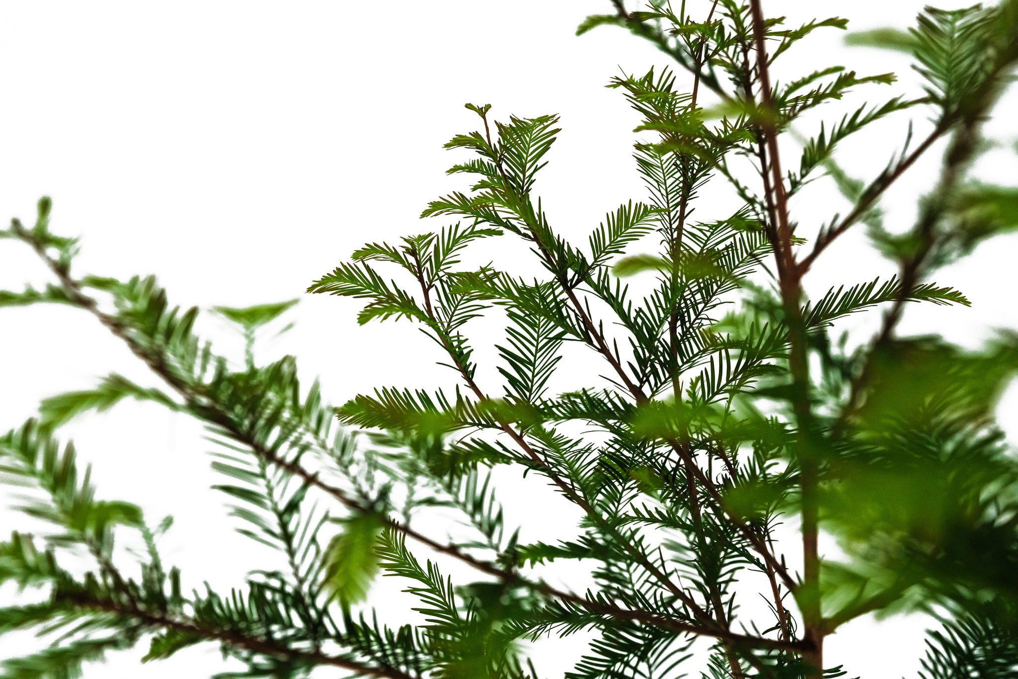 Xl Tree Baldcypress | XL Tree Seedling – The Jonsteen Company