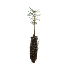 Load image into Gallery viewer, Balsam Fir | Small Tree Seedling | The Jonsteen Company