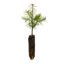 Load image into Gallery viewer, Balsam Fir | Small Tree Seedling | The Jonsteen Company