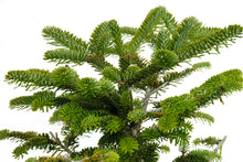 Load image into Gallery viewer, Bonsai Special | Balsam Fir (D1)