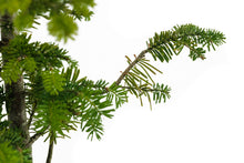 Load image into Gallery viewer, Bonsai Special | Balsam Fir (D1)