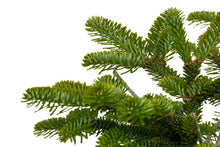 Load image into Gallery viewer, Bonsai Special | Balsam Fir (D1)