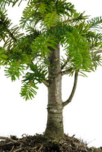 Load image into Gallery viewer, Bonsai Special | Balsam Fir (D1)