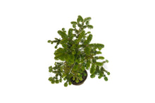 Load image into Gallery viewer, Bonsai Special | Balsam Fir (D1)