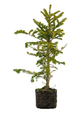 Load image into Gallery viewer, Bonsai Special | Balsam Fir (B5)