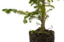 Load image into Gallery viewer, Bonsai Special | Balsam Fir (B5)
