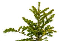 Load image into Gallery viewer, Bonsai Special | Balsam Fir (B5)