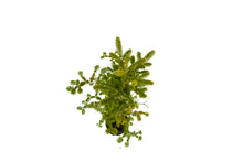 Load image into Gallery viewer, Bonsai Special | Balsam Fir (B5)