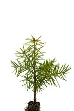 Load image into Gallery viewer, Balsam Fir | Small Tree Seedling | The Jonsteen Company
