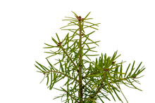 Load image into Gallery viewer, Balsam Fir | Small Tree Seedling | The Jonsteen Company