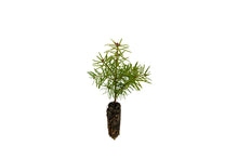 Load image into Gallery viewer, Balsam Fir | Small Tree Seedling | The Jonsteen Company