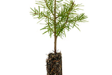 Load image into Gallery viewer, Balsam Fir | Small Tree Seedling | The Jonsteen Company
