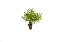 Load image into Gallery viewer, Balsam Fir | Small Tree Seedling | The Jonsteen Company