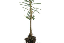 Load image into Gallery viewer, Balsam Fir | Small Tree Seedling | The Jonsteen Company