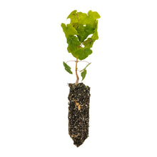 Load image into Gallery viewer, Bigleaf Maple | Medium Tree Seedling | The Jonsteen Company