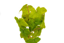 Load image into Gallery viewer, Bigleaf Maple | Medium Tree Seedling | The Jonsteen Company