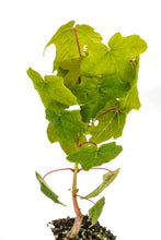 Load image into Gallery viewer, Bigleaf Maple | Medium Tree Seedling | The Jonsteen Company