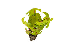 Load image into Gallery viewer, Bigleaf Maple | Medium Tree Seedling | The Jonsteen Company