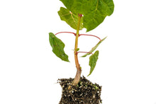 Load image into Gallery viewer, Bigleaf Maple | Medium Tree Seedling | The Jonsteen Company