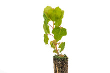 Load image into Gallery viewer, Bigleaf Maple | Small Tree Seedling | The Jonsteen Company