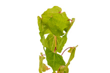 Load image into Gallery viewer, Bigleaf Maple | Small Tree Seedling | The Jonsteen Company