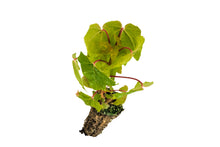 Load image into Gallery viewer, Bigleaf Maple | Small Tree Seedling | The Jonsteen Company
