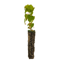 Load image into Gallery viewer, Bigleaf Maple | Small Tree Seedling | The Jonsteen Company