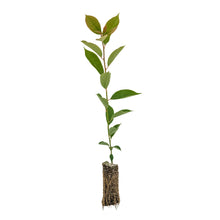 Load image into Gallery viewer, Black Tupelo | Medium Tree Seedling | The Jonsteen Company