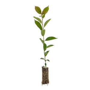 Black Tupelo | Medium Tree Seedling | The Jonsteen Company