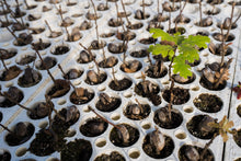 Load image into Gallery viewer, California Black Oak | Lot of 30 Tree Seedlings