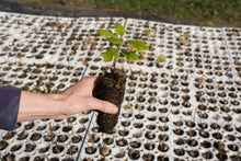 Load image into Gallery viewer, California Black Oak | Lot of 30 Tree Seedlings