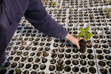 Load image into Gallery viewer, California Black Oak | Lot of 30 Tree Seedlings