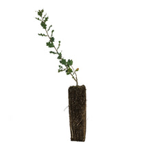 Load image into Gallery viewer, Blue Oak | Large Tree Seedling | The Jonsteen Company