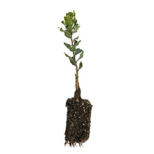 Load image into Gallery viewer, Blue Oak | Medium Tree Seedling | The Jonsteen Company