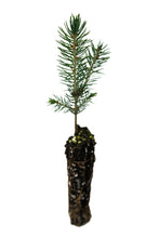 Load image into Gallery viewer, Colorado Blue Spruce | Small Tree Seedling | The Jonsteen Company