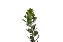 Load image into Gallery viewer, Blue Oak | Medium Tree Seedling | The Jonsteen Company