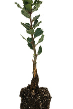 Load image into Gallery viewer, Blue Oak | Medium Tree Seedling | The Jonsteen Company
