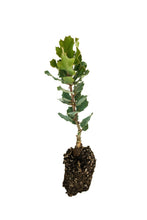 Load image into Gallery viewer, Blue Oak | Medium Tree Seedling | The Jonsteen Company
